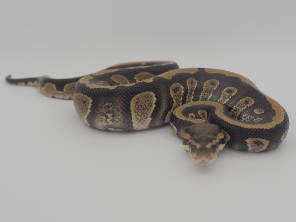 SunStarReptiles's tweet photo. Stranger het Clown 50% het TSK (♂)
ストレンジャー het クラウン 50% het TSK（♂）

#Ballpython #JapanToWorld #ボールパイソン #日本から世界へ #CB2026 #JPCB https://t.co/CDgyhLvY7E