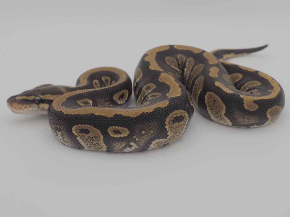 SunStarReptiles's tweet photo. Stranger het Clown 50% het TSK (♂)
ストレンジャー het クラウン 50% het TSK（♂）

#Ballpython #JapanToWorld #ボールパイソン #日本から世界へ #CB2026 #JPCB https://t.co/CDgyhLvY7E