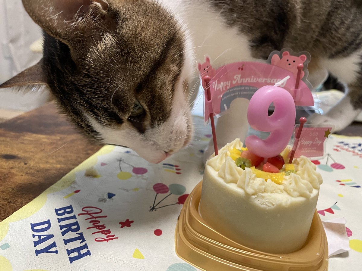 SEIMEInekochan9's tweet photo. ９月１日前祝い㊗️
セイちゃん、９歳の誕生日おめでとう🎂✨✨🎈✨
食欲も戻って、もう大丈夫かな？
よかった
どうか元気で長生きしてほしい😌 https://t.co/Yu8AnHSMdu