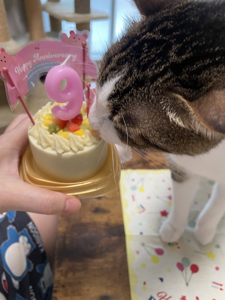 SEIMEInekochan9's tweet photo. ９月１日前祝い㊗️
セイちゃん、９歳の誕生日おめでとう🎂✨✨🎈✨
食欲も戻って、もう大丈夫かな？
よかった
どうか元気で長生きしてほしい😌 https://t.co/Yu8AnHSMdu
