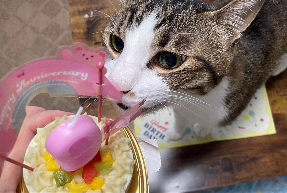 SEIMEInekochan9's tweet photo. ９月１日前祝い㊗️
セイちゃん、９歳の誕生日おめでとう🎂✨✨🎈✨
食欲も戻って、もう大丈夫かな？
よかった
どうか元気で長生きしてほしい😌 https://t.co/Yu8AnHSMdu