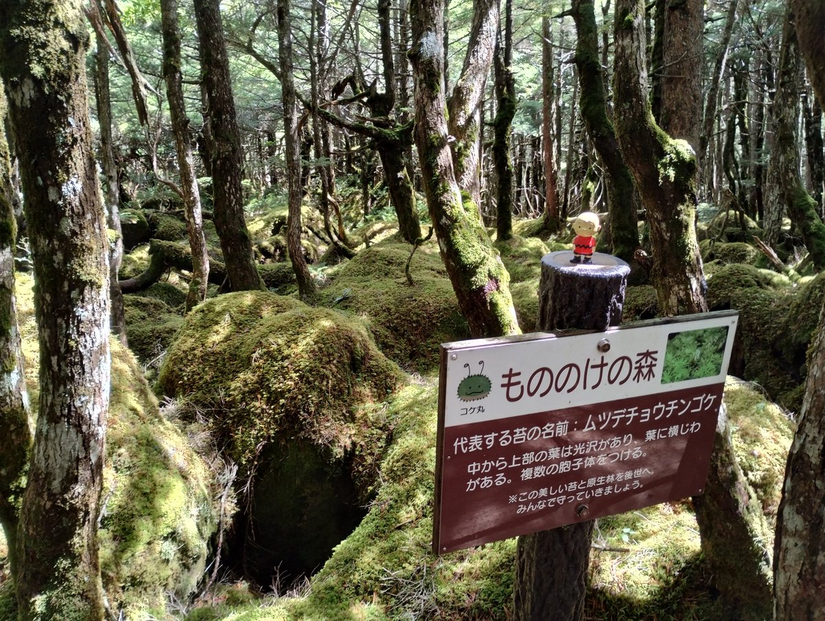 arikatou72's tweet photo. 諏訪から軽井沢に抜けるルートの中で唯一未走破だった麦草峠
高低差が大きすぎて避けて来たから初めての白駒池
木道が整備されて高齢者に優しい周遊ルート
昨日だったら豪雨のため来られなかったと思うとちょっとした好運に感謝 https://t.co/8SYGB6vLfm