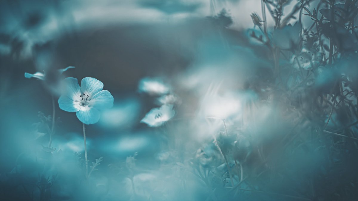 noco3n_com's tweet photo. 私が愛したネモフィラ「幻想」花世界。 https://t.co/vvhasG67WM