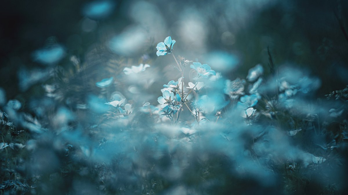 noco3n_com's tweet photo. 私が愛したネモフィラ「幻想」花世界。 https://t.co/vvhasG67WM