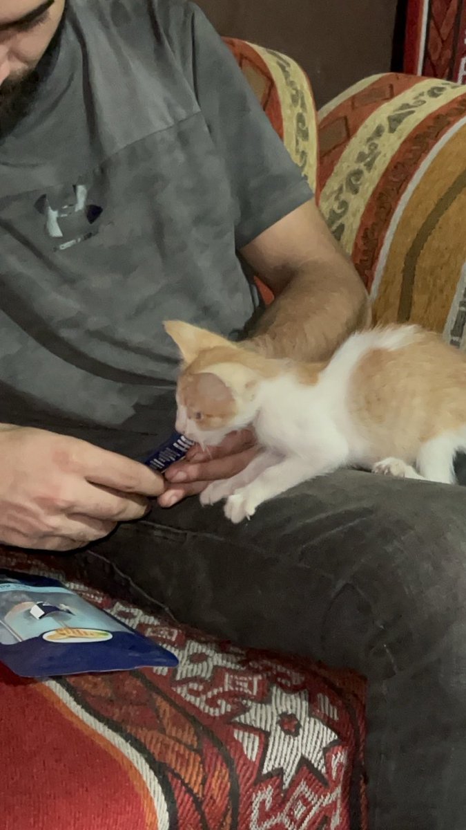 RescueCare's tweet photo. Our little blind kitten is still fighting.❤️
Every day she grows a little stronger, a little safer, and a little more trusting of the hands caring for her.🐾 https://t.co/WWOZM08DT0