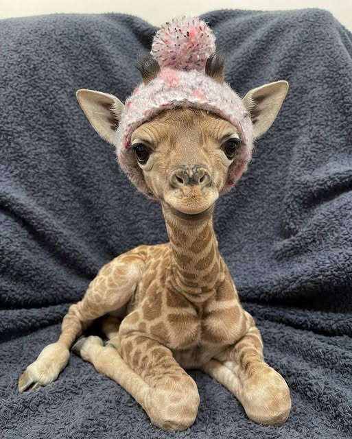 1stLadyHooligan's tweet photo. ๐๐ฆโค๏ธ
#Giraffes #CutenessOverload https://t.co/v8Lioy52eL