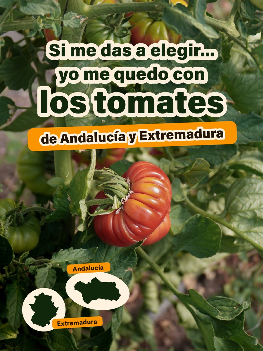 helios_es's tweet photo. En Helios seleccionamos los mejores tomates, cultivados 100% en Andalucía y Extremadura, apostando por el cultivo 100% local y por el sabor de lo que tenemos aquí. 🍅🌱

#MeQuedoContigo #CultivoLocal https://t.co/kjiqrLrQVv