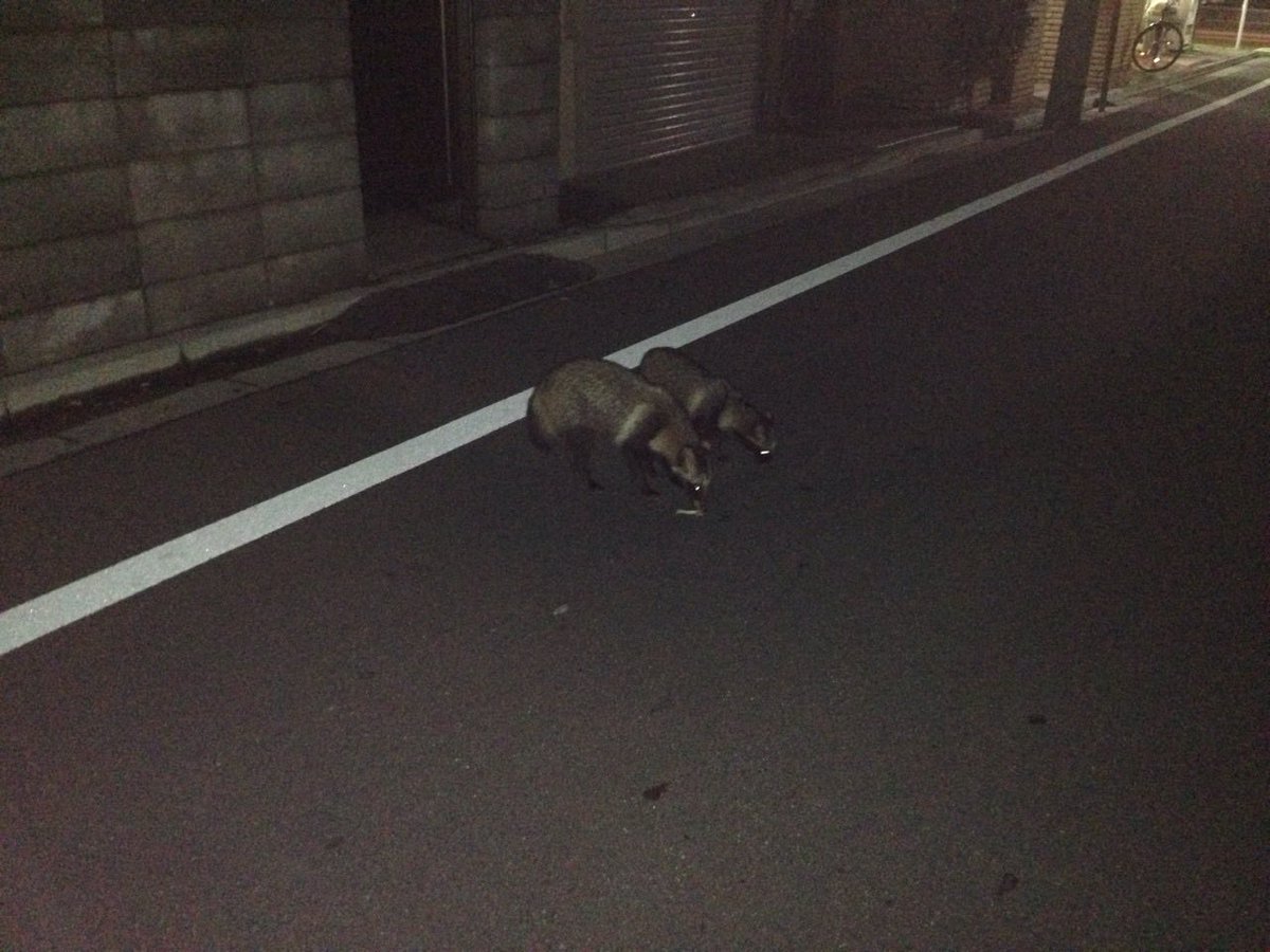 uribou2711's tweet photo. 13年前の中野たぬき夫婦。
たぬきは、幸せです。
#うり坊 https://t.co/6agDh907UA
