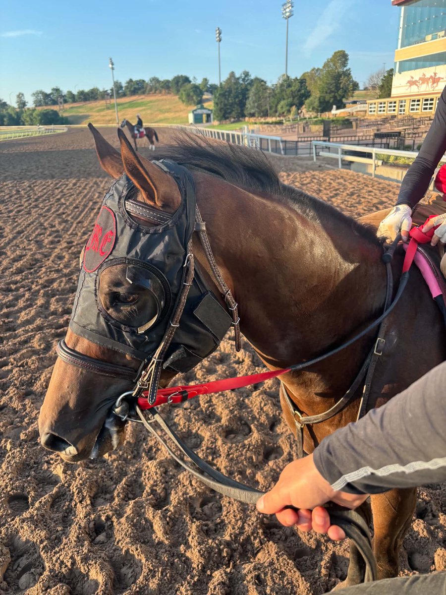 TeamEvansRacing's tweet photo. APOLLO CREED 🐴 has a #motivational quote for your Monday as a new week begins. #mondaymotivation #horseracing  

📸- Picture Credit of Apollo Creed - Taylor H. https://t.co/WUTozdBOag