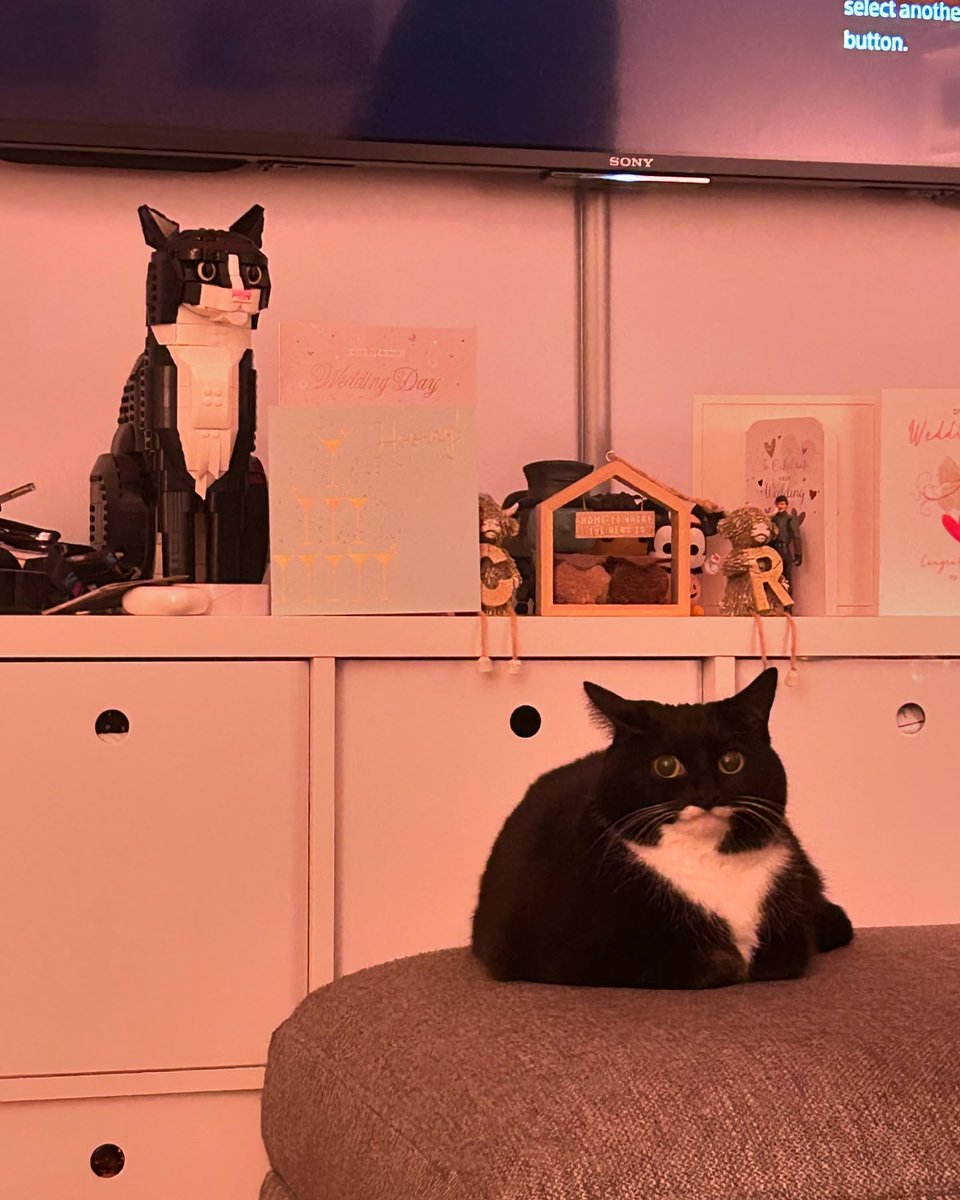 PunchingCat's tweet photo. https://t.co/1Q1FRAqYRX