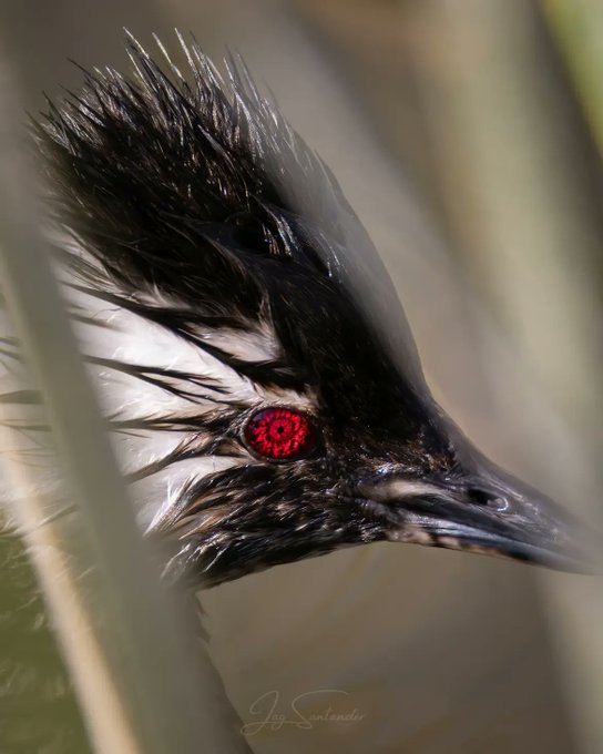 Rainmaker1973's tweet photo. Chilean photographer Juan Alonso Gutiérrez captures the blood-red eyes of a white-tufted grebe.

[📸 jagsantander] https://t.co/hc50sZtlPo