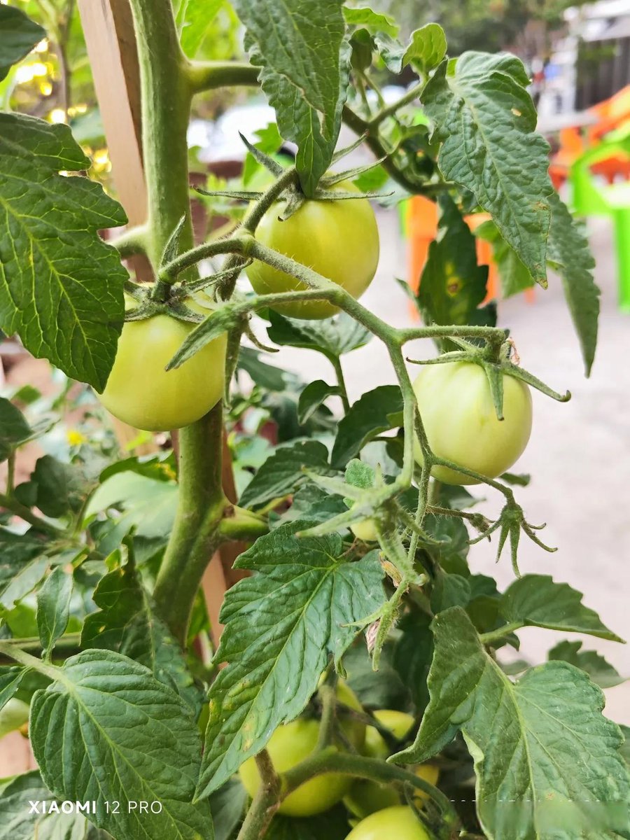marina_alic's tweet photo. Just tried the organic cherry tomatoes from the local farmers’ market—burst with sun-ripened sweetness, no watery aftertaste at all! Perfect for salads or a quick snack ， https://t.co/QeKm378YDZ