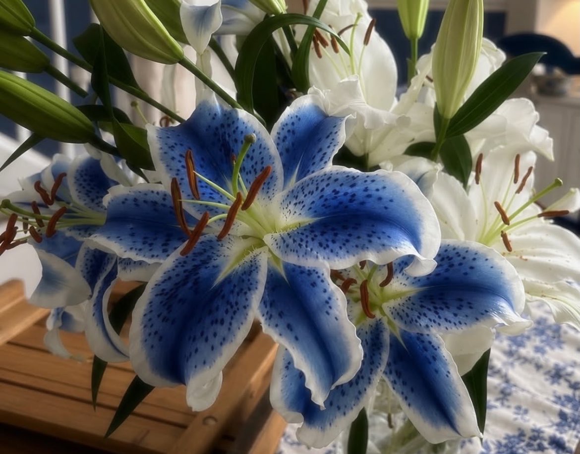 moonieaura's tweet photo. Blue Lilies💙 https://t.co/If7VNe4v6x