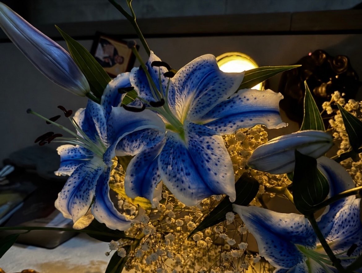 moonieaura's tweet photo. Blue Lilies💙 https://t.co/If7VNe4v6x