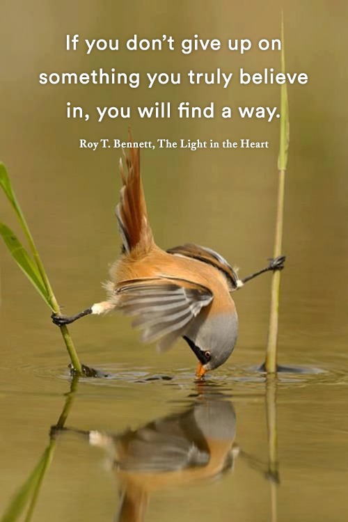 InspiringThinkn's tweet photo. If you don��t give up on something you truly believe in, you will find a way.
Roy T. Bennett, The Light in the Heart https://t.co/J8N85yY5ZJ