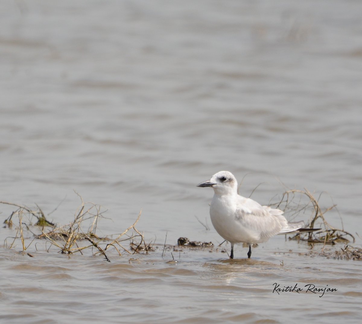 KritikaRanjan6's tweet photo. Whiskered Tern from Chandu-Budhera Wetlands
August'26 
#Lifer #WhiskeredTern #birding #birdwatching #birdphotography #birds #BirdsSeenIn2026 #wildlife #nature #ChanduBudhera #wetland @IndiAves @Theme_pic_India https://t.co/ei0l5D90PH