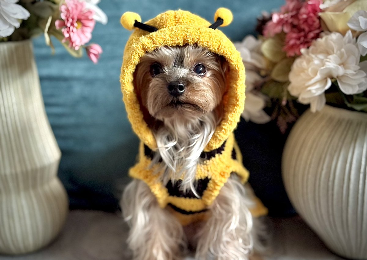 k1bakun's tweet photo. I had a mini-photoshoot this weekend, and the O-Bee photos are in! Isn’t he just the cutest?! 

🐝 😍🐶

#photography #doggo #photooftheday https://t.co/53vGsBBrTN