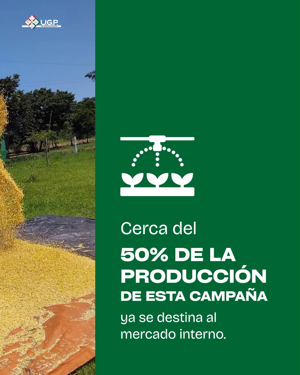 UGP_Py's tweet photo. El consumo interno de maíz sigue creciendo en Paraguay. 

El maíz gana protagonismo como materia prima que genera valor agregado y empleo. La campaña maicera podría representar ingresos cercanos a los USD 1.000 millones.

Fuente: Capeco https://t.co/RMLJzVBGJQ