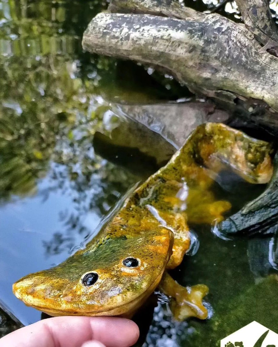 natural77384672's tweet photo. Hellbender https://t.co/zms4BiOG1r