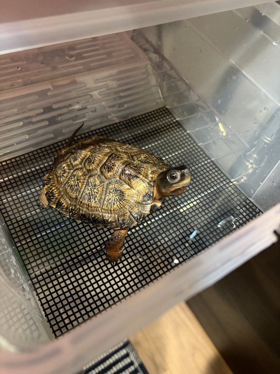 pirahu0805's tweet photo. 顔見たら寄ってくるの堪らない https://t.co/rl7pZcP2Oz