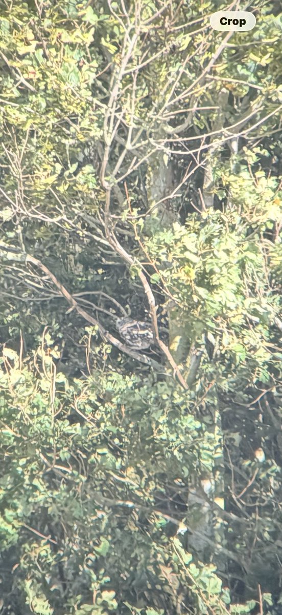 darth_feathers's tweet photo. After checking the pools along the new โDistributor Roadโ I had half an hour at local site and found this little beauty - always a pleasure finding these #beenawhile https://t.co/1gxV6jUUJT