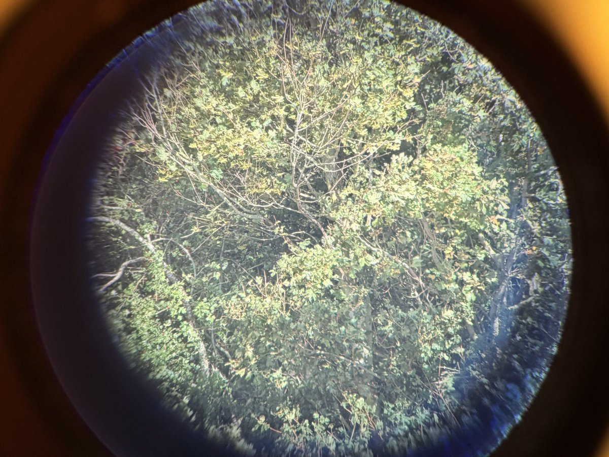 darth_feathers's tweet photo. After checking the pools along the new โDistributor Roadโ I had half an hour at local site and found this little beauty - always a pleasure finding these #beenawhile https://t.co/1gxV6jUUJT