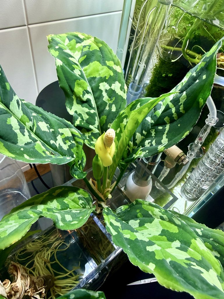 jyusy's tweet photo. 花要員じゃない子がどんどん花を咲かせる不思議🤔 https://t.co/HdmfOG7AdX