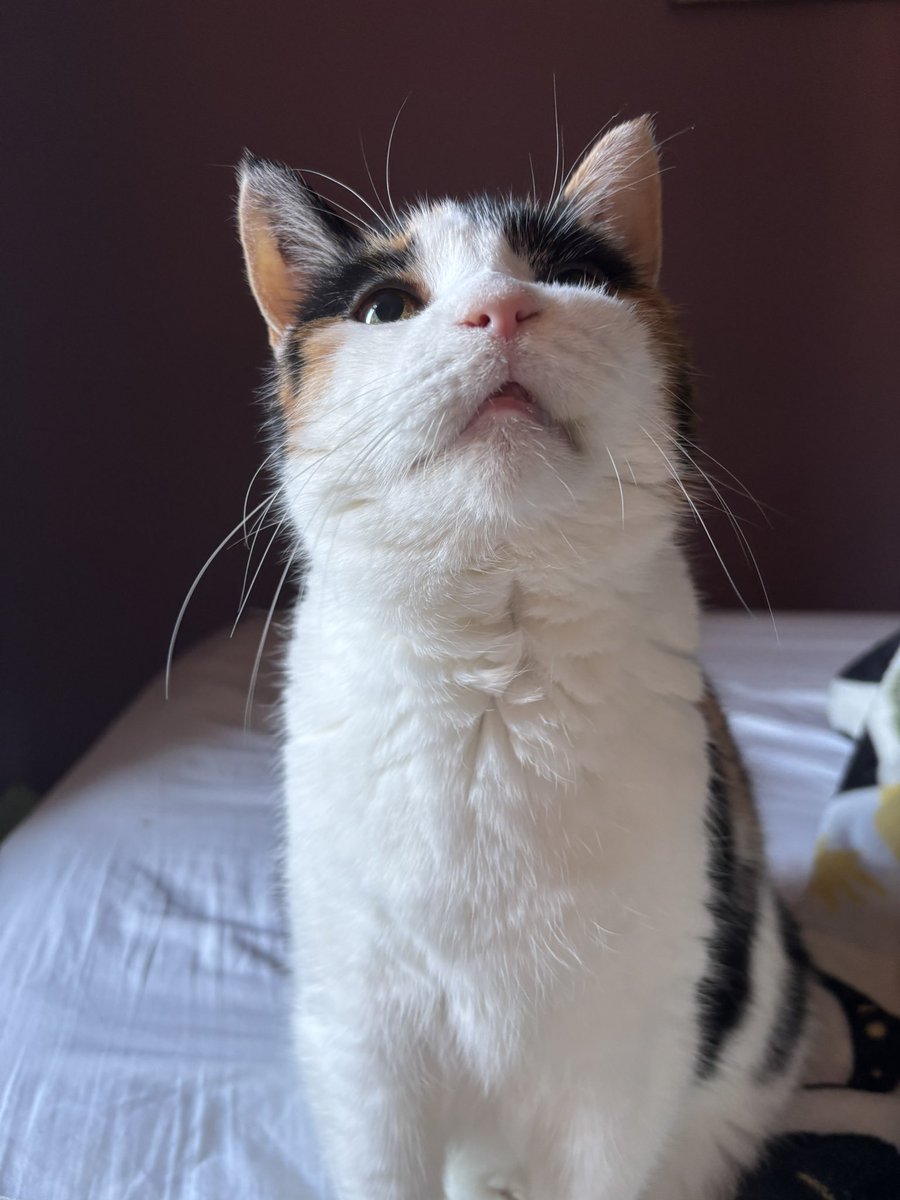 somniacoreVT's tweet photo. mayas emergency upcoming vet bills 🐱💉

my sweet girl has an extremely infected abscess in her mouth &amp; needs dental work, xrays and biopsies to make sure it isn’t cancerous 😭

this will cost us 590 per hr, so we’re hoping to raise the first hr &amp; cover her antibiotics 💕🙏 https://t.co/WPx9E3pj4t