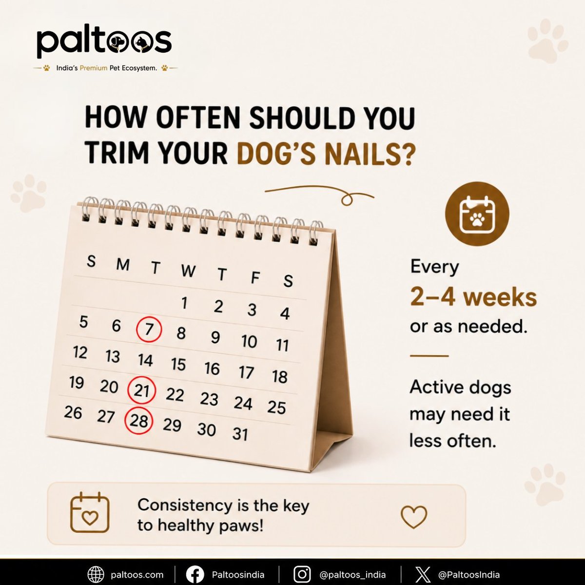 PaltoosIndia's tweet photo. Small grooming habit, big difference for your dog’s comfort. 🐾✂️

 Regular nail trimming helps prevent pain, supports better posture, and keeps those paws healthy🐶❤️

#DogCare #PetCare #DogGrooming #HealthyPaws #Paltoos https://t.co/DmSwgCs4jl