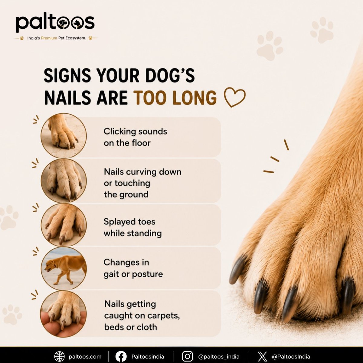 PaltoosIndia's tweet photo. Small grooming habit, big difference for your dog’s comfort. 🐾✂️

 Regular nail trimming helps prevent pain, supports better posture, and keeps those paws healthy🐶❤️

#DogCare #PetCare #DogGrooming #HealthyPaws #Paltoos https://t.co/DmSwgCs4jl