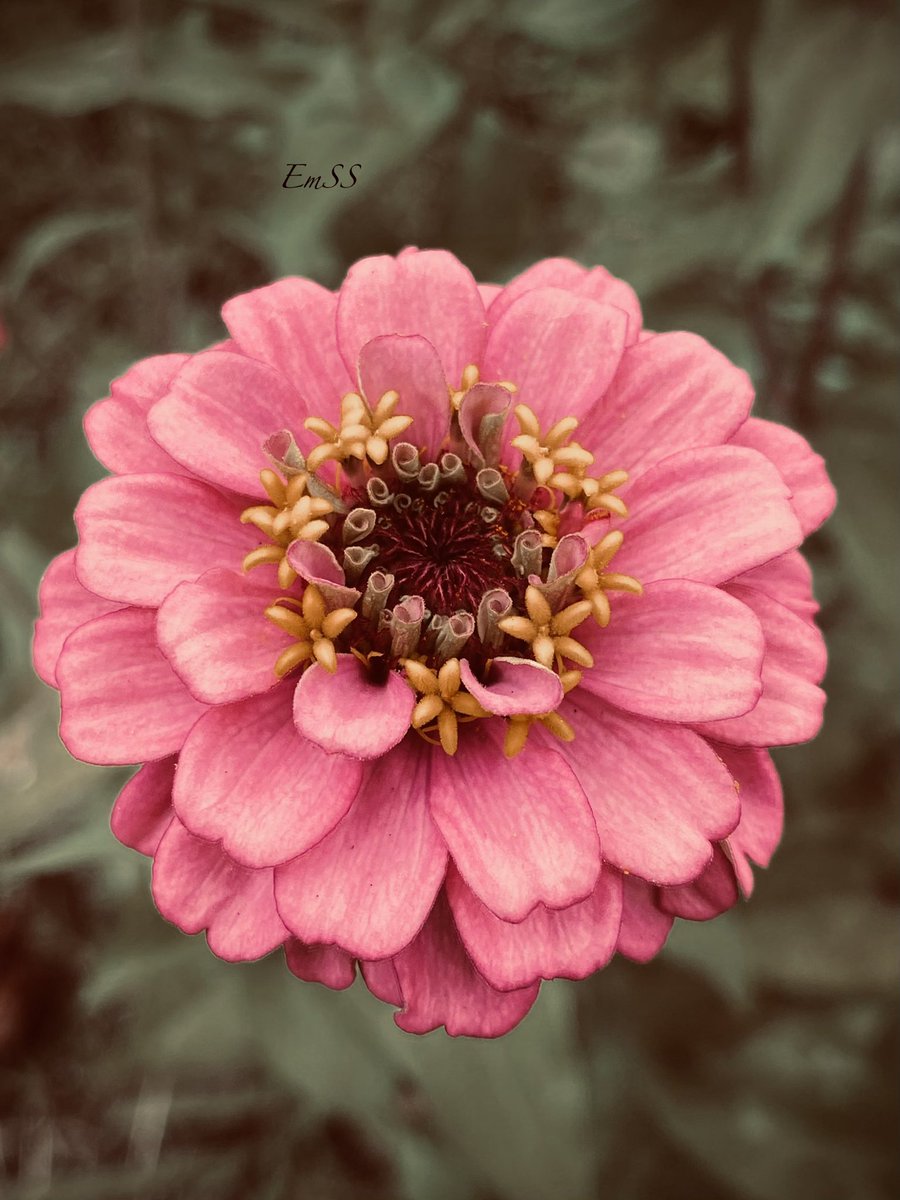 EmSS_4's tweet photo. A little beauty to brighten the day🌸💗

#MagentaMonday https://t.co/N3uKds0vCC