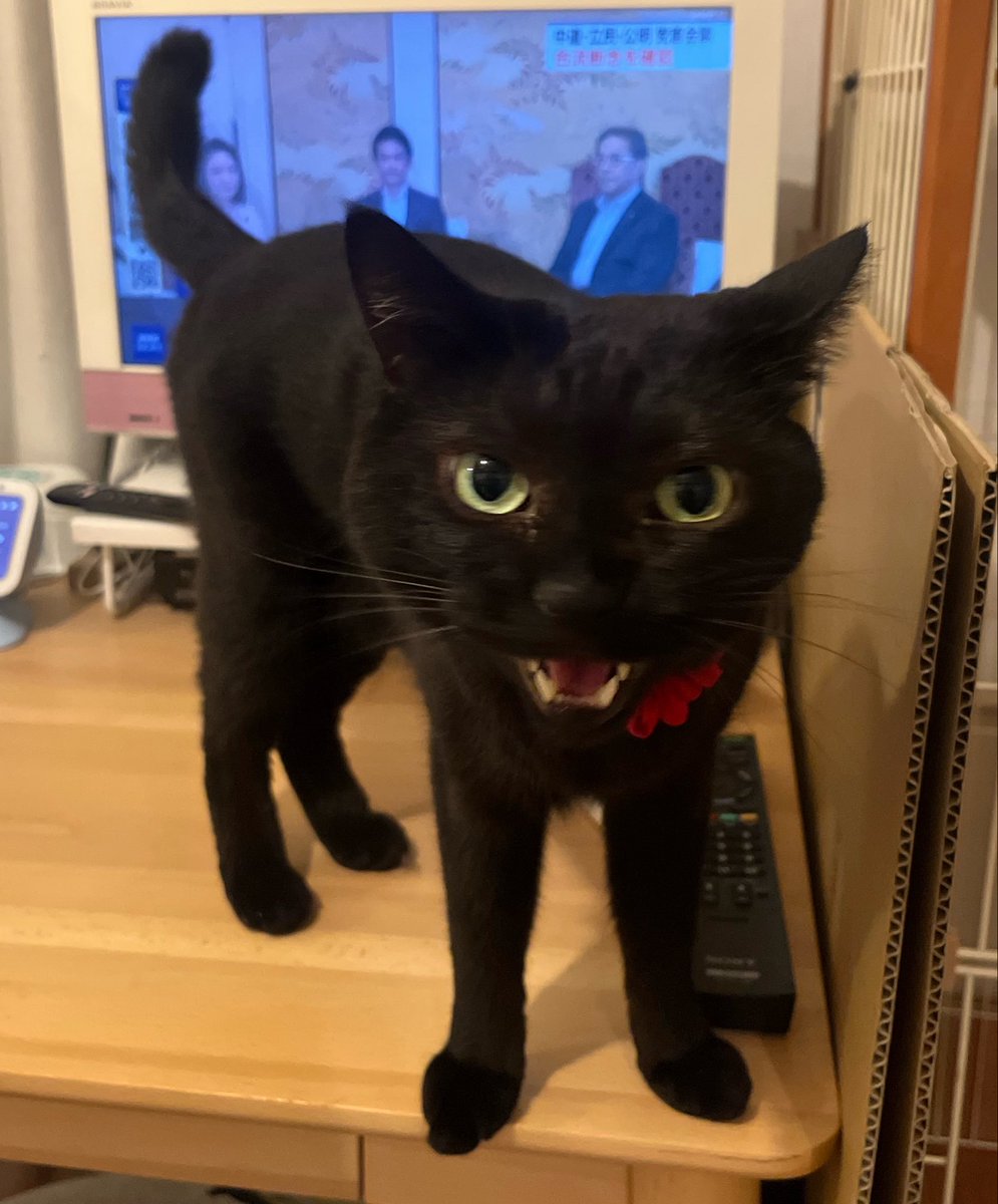 punoco's tweet photo. かああちゃん！ https://t.co/Mb5a5zRqWS
