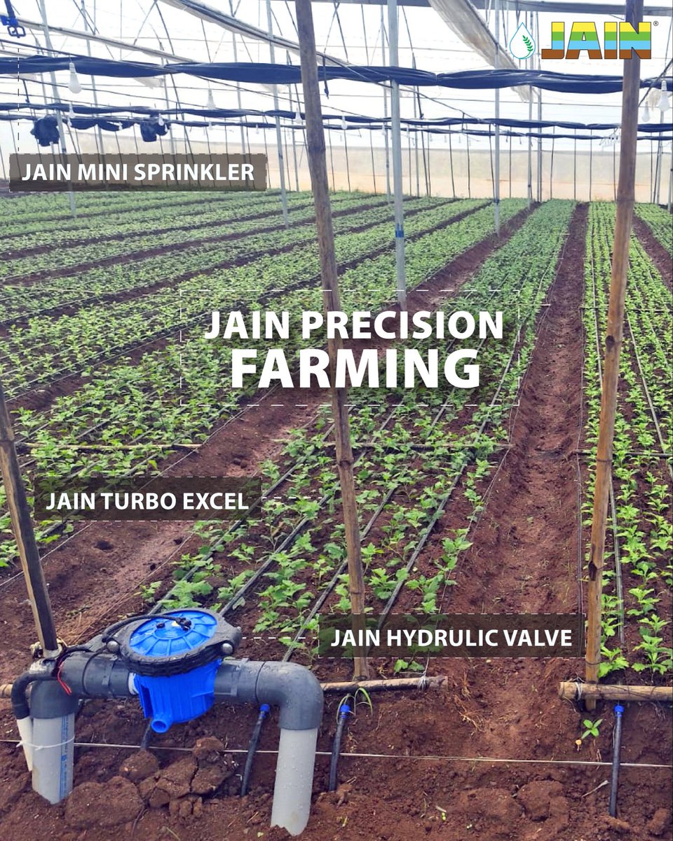 JainIrrigation's tweet photo. One field. Multiple innovations. One powerful purpose💧🌱
Jain Mini Sprinkler, Jain Hydraulic Valve & Jain Turbo Excel Dripline working in perfect sync!
Smarter irrigation, precise water delivery, stronger growth all to achieve #MoreCropPerDrop https://t.co/8rGjyFHKjn