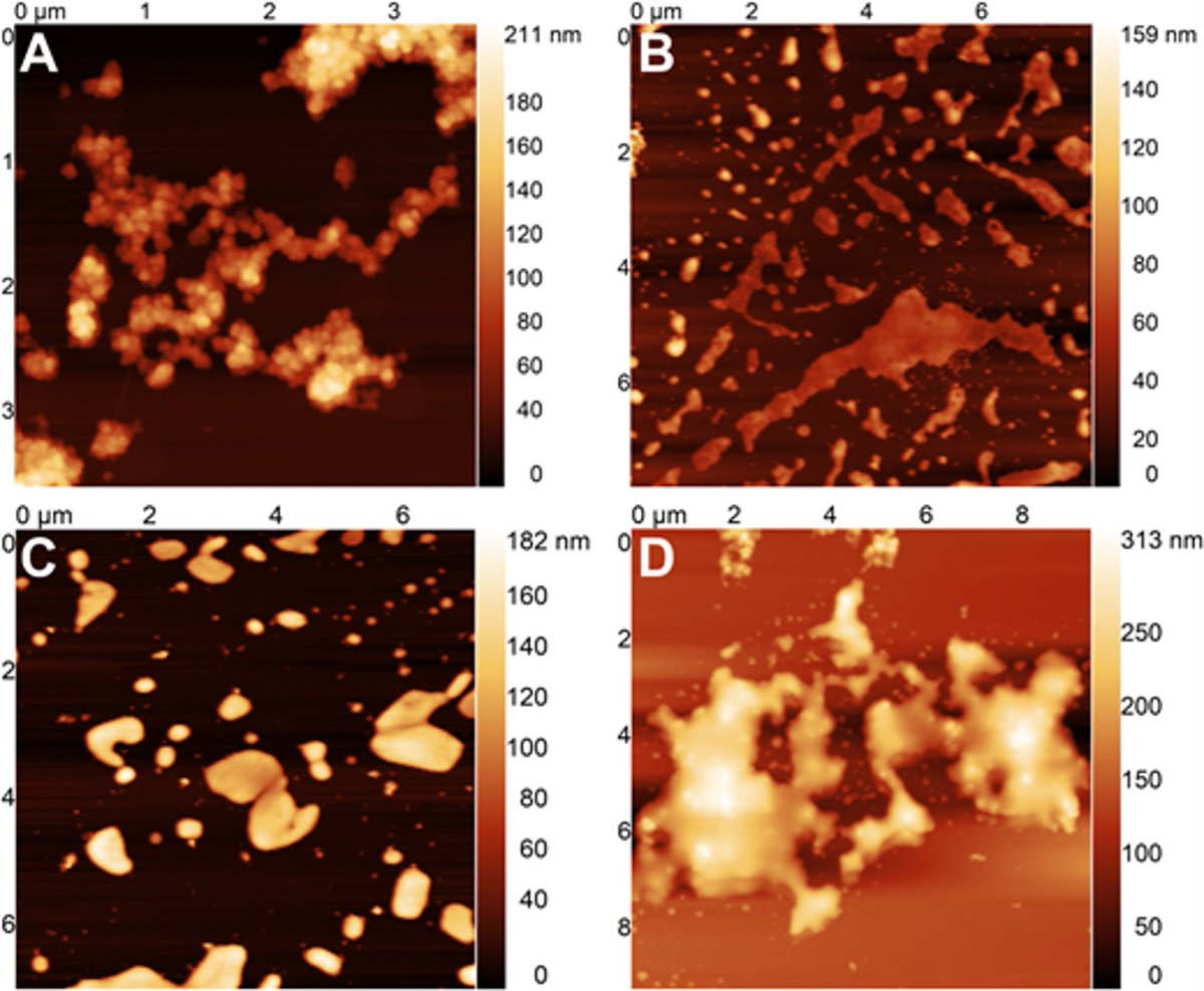 NanoWorld's tweet photo. New Blog Post Alert 🚨- https://t.co/XPFLMDsuim
Check it out!
#NanoWorld #AFMprobe #AFMtips #PointProbe #NCSTR50 #phosphorus #materialsresearch #AFMプローブ #AFMカンチレバー #AFM探针 #原子力显微镜探针 #AFMProbe #AFMプローブ #AFM探针 https://t.co/bRQxfMpTOg