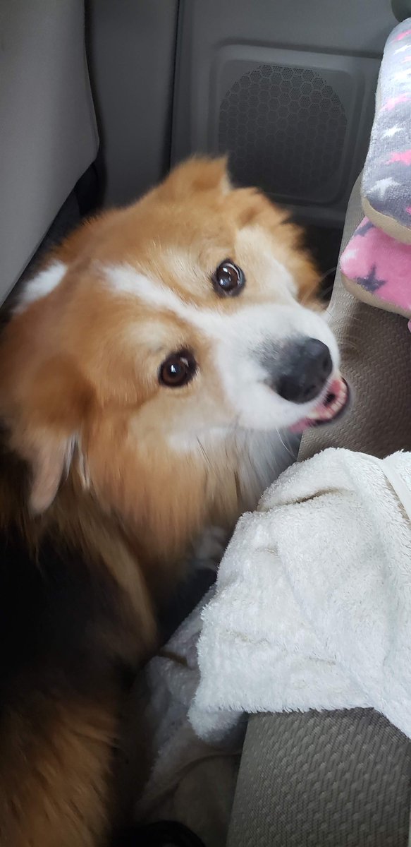 104ssk's tweet photo. 病院ではなく���粋なドライブであることに喜びを隠せない犬（なぜそこにハマっている？） https://t.co/EYXLBu471g