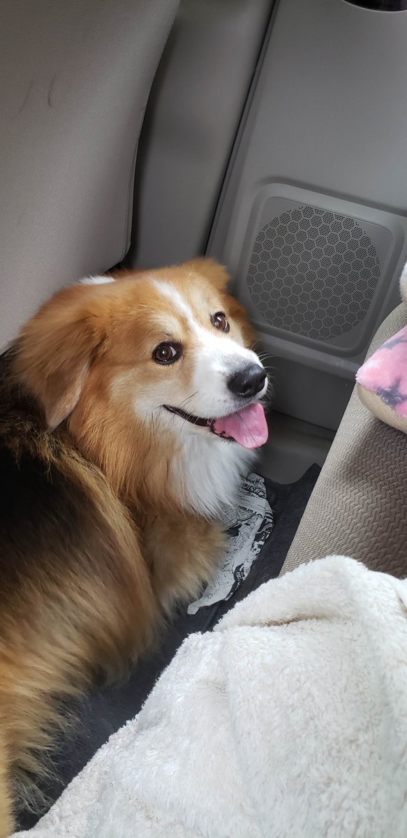 104ssk's tweet photo. 病院ではなく���粋なドライブであることに喜びを隠せない犬（なぜそこにハマっている？） https://t.co/EYXLBu471g