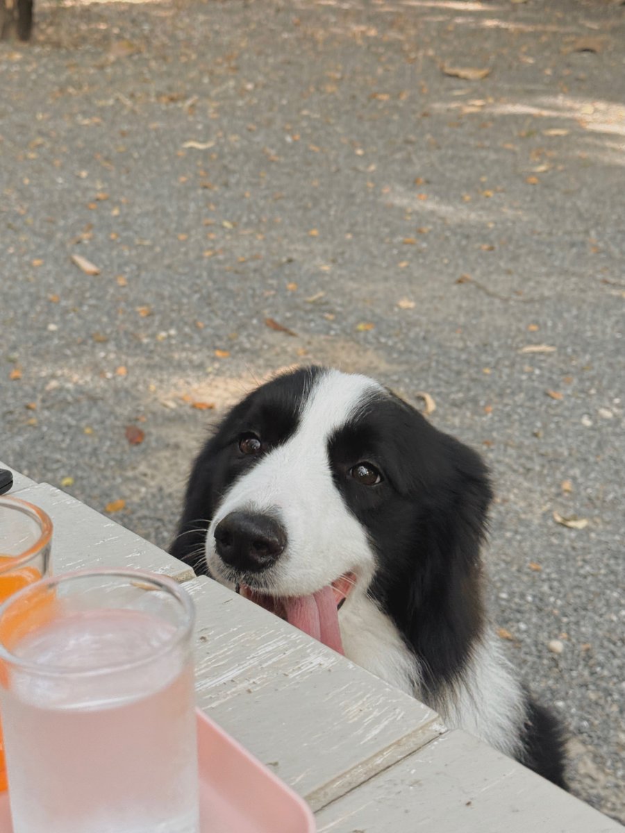 Cc_littt's tweet photo. อยากหอมหัว🥹🥹🥹 #sammerbcollie https://t.co/m87lgKw1sz