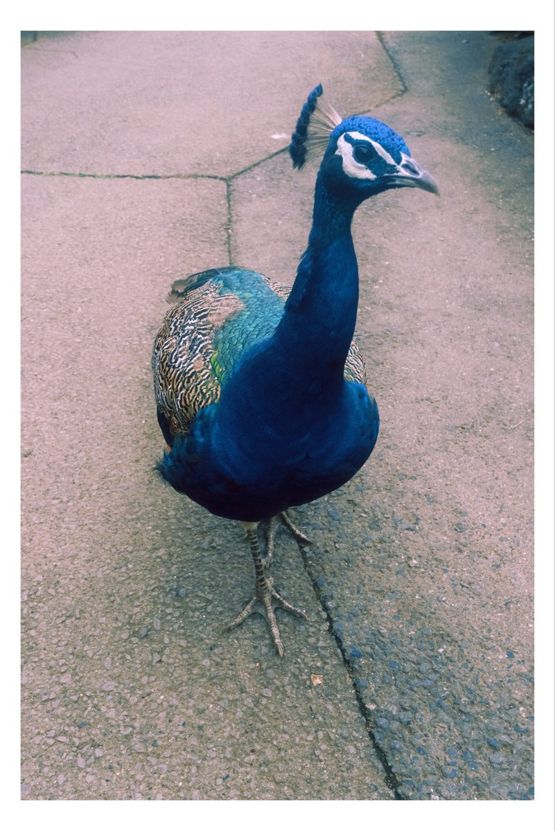 daikyo2322's tweet photo. 2026/08/31 @伊豆シャボテン動物公園 https://t.co/t0J7jvtBNS