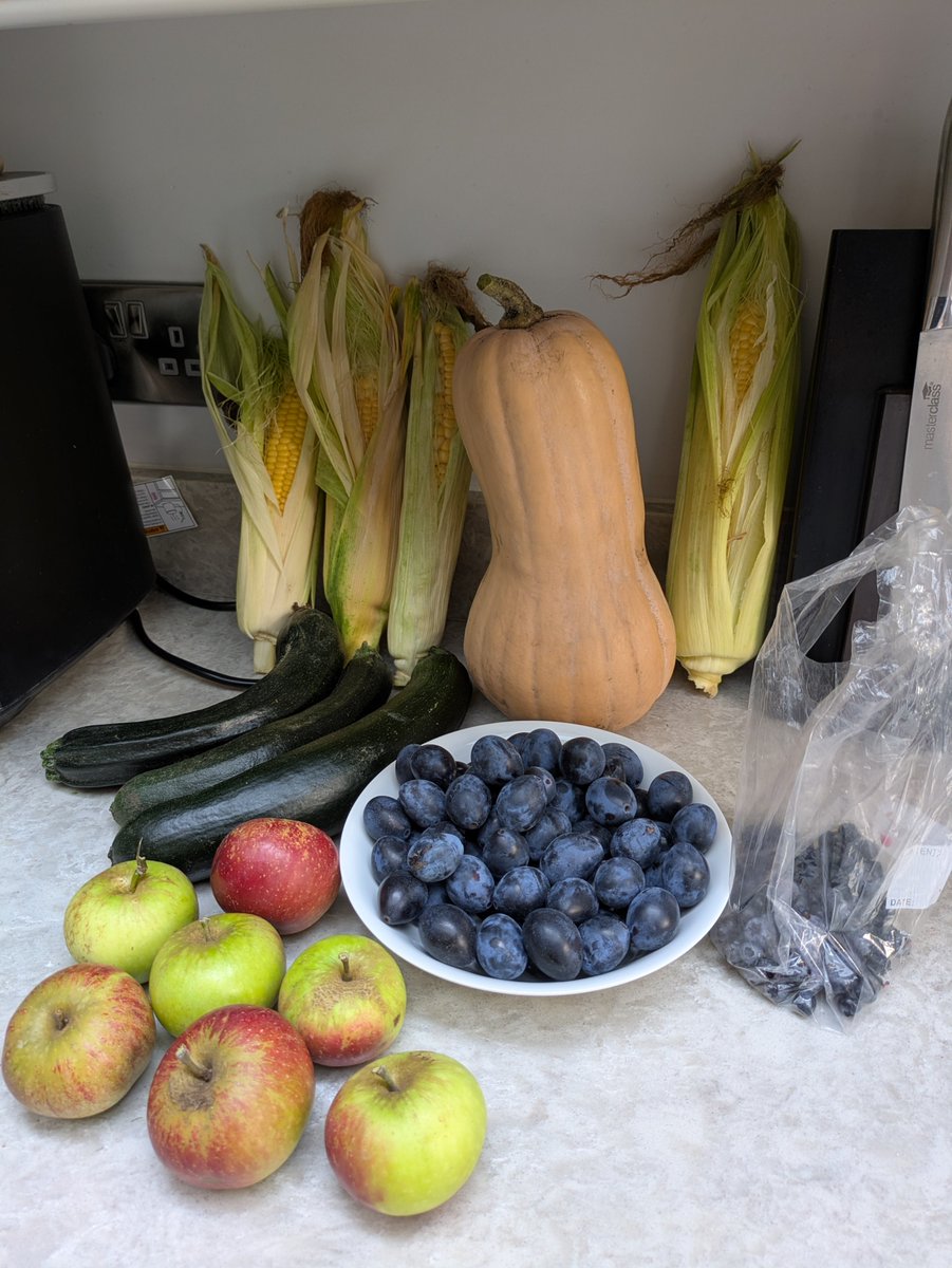 gerardmoore71's tweet photo. Picked a few bits at the allotment this morning. Our granddaughter will be happy with the sweetcorn 🌽🌽 https://t.co/iGw08ysS8E