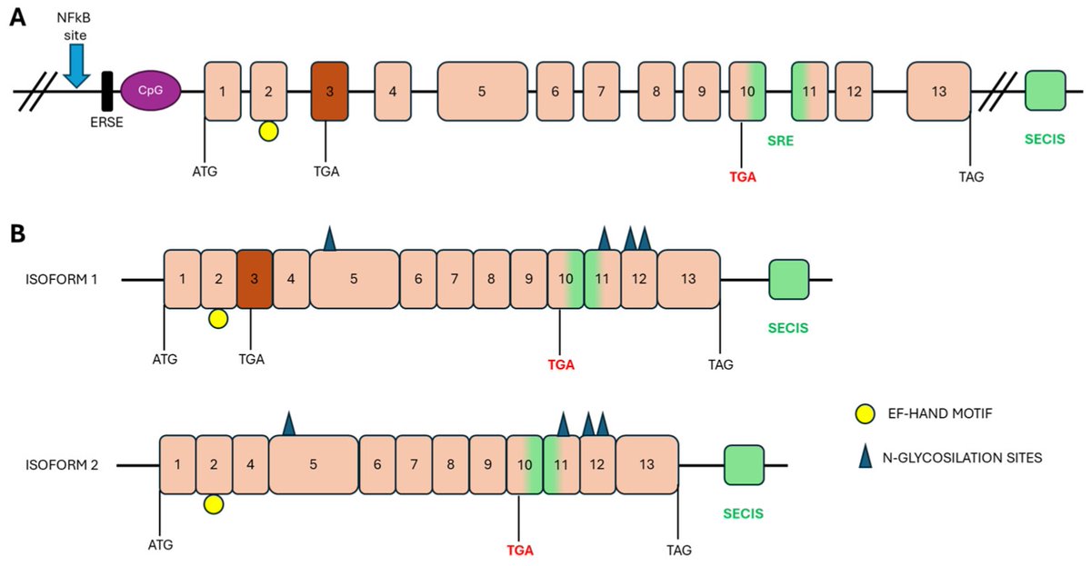 Biomol_MDPI's tweet photo. #EditorsChoice
Read now ➡️ "Selenoprotein N and SEPN1-Related Myopathies: Mechanisms, Models, and Therapeutic Perspectives" by Martina Lanza, et al.
The review 👉 https://t.co/XyW5PJPyxk
The list 👉 https://t.co/rb7fhtmaQC
#Myopathy #SelenoproteinN #ERStress #RareDisease https://t.co/FqAcW4qxvF