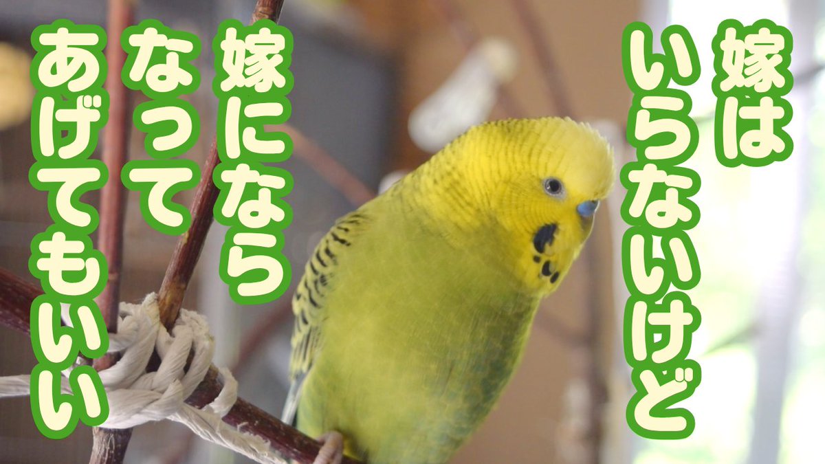 thothphim's tweet photo. 哀しいくらいメスに興味がないセキセイインコ https://t.co/xRVHImubva @YouTubeより https://t.co/jiWBXbjsCZ