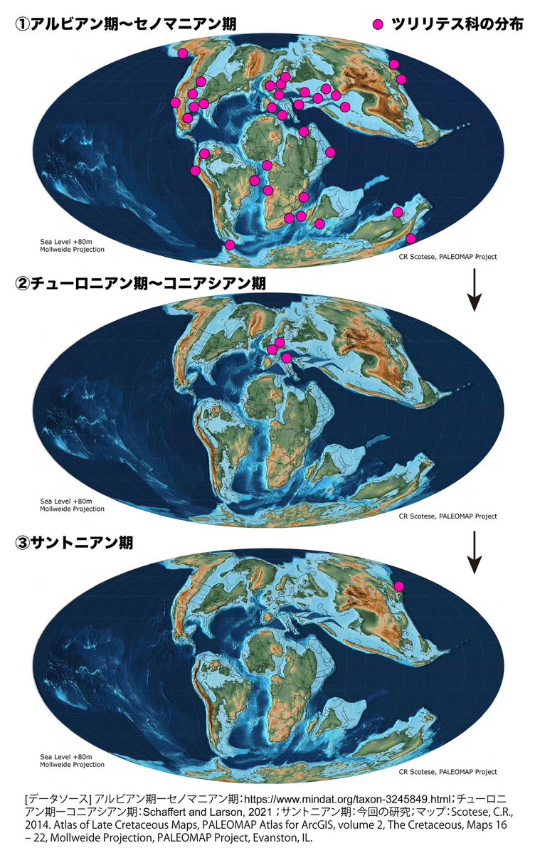 ammo_ammo_ammo's tweet photo. 【新属新種のアンモナイトを発見・命名しました】
北海道の白亜紀の地層から異常巻きアンモナイトの新属新種Heterocarinella japonica (ヘテロカリネラ・ジャポニカ)を発見・命名しました！このグループの新属が日本で発見・報告されたことは約150 年におよぶ日本の古生物学研究史上初めてのことです↓ https://t.co/6vYGitahrS