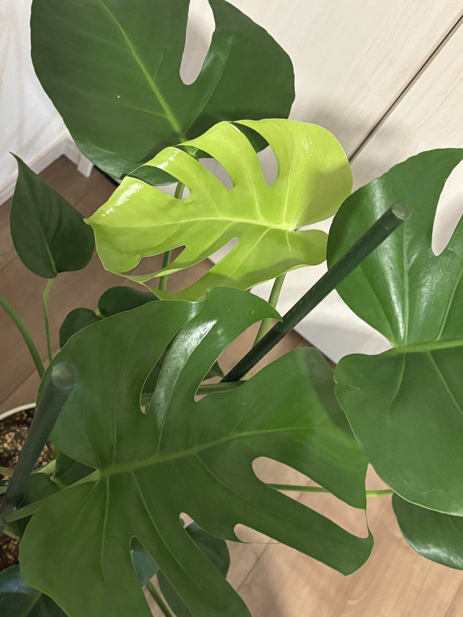 guild_oz_fem's tweet photo. 僕のモンステラ🌱☘️😍🫶✨ https://t.co/3KKzV0BnQ5