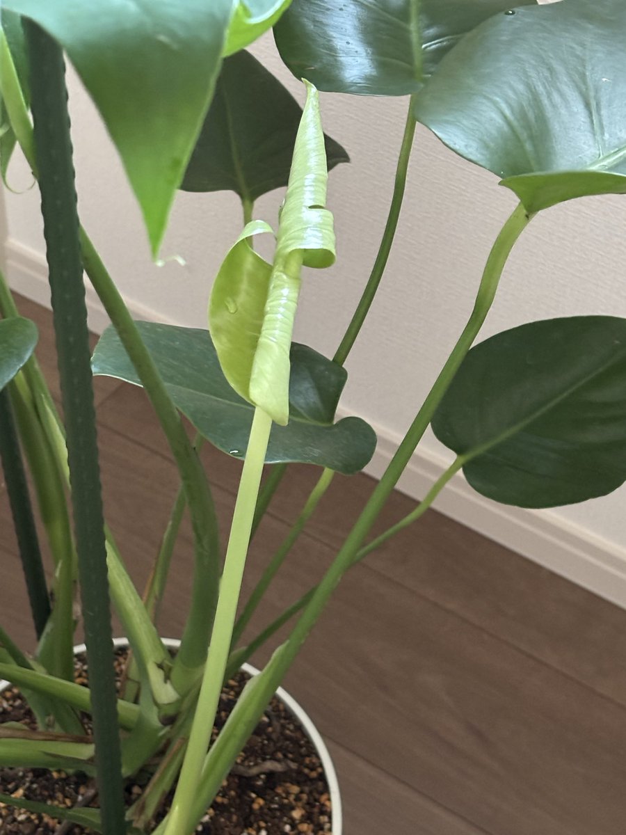 guild_oz_fem's tweet photo. 僕のモンステラ🌱☘️😍🫶✨ https://t.co/3KKzV0BnQ5