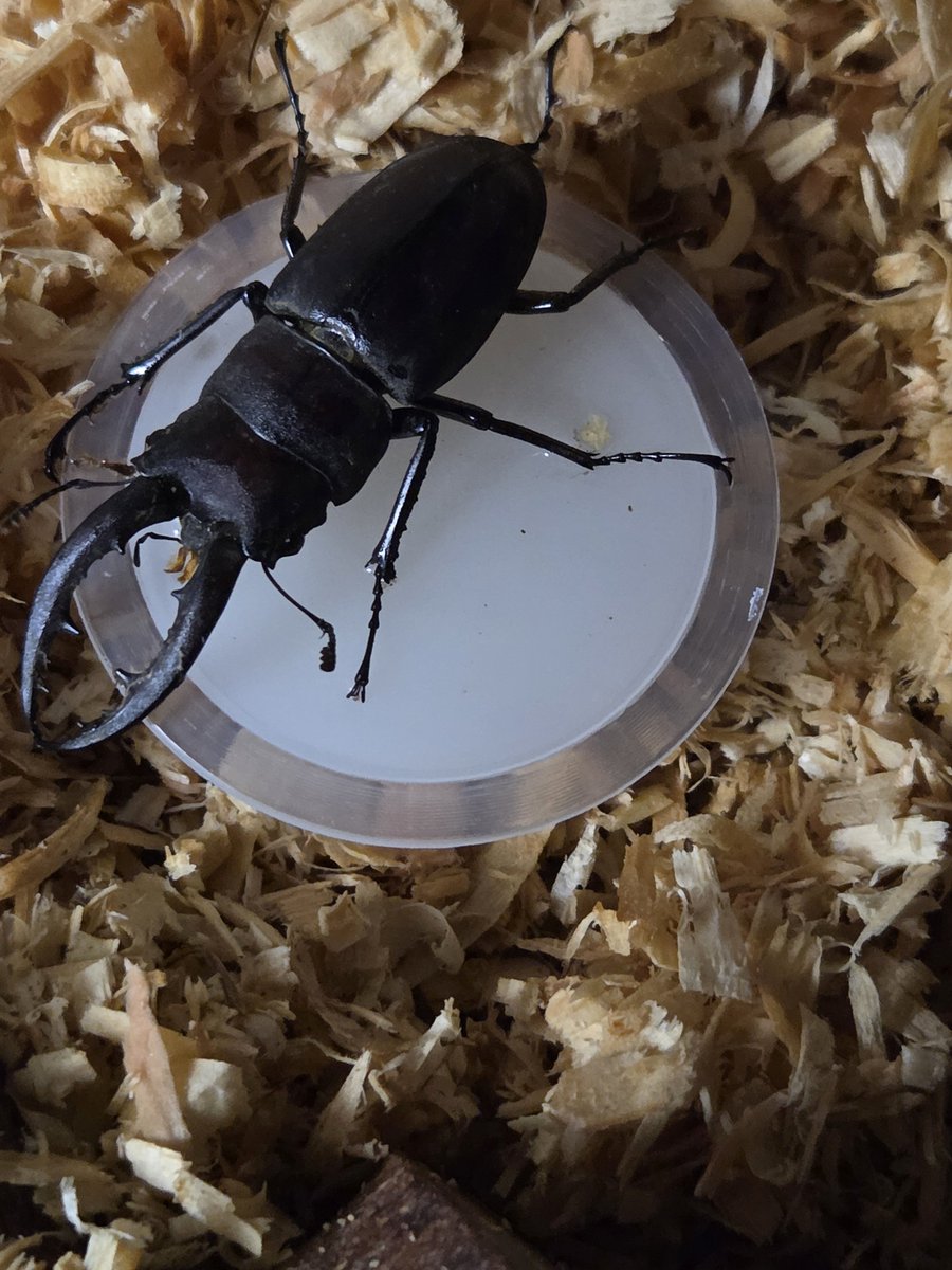 mayo_interior's tweet photo. くわがたを見つけてもらえたので、飼い始めてみました
かわいい…！ https://t.co/GWLdJ7IA8w