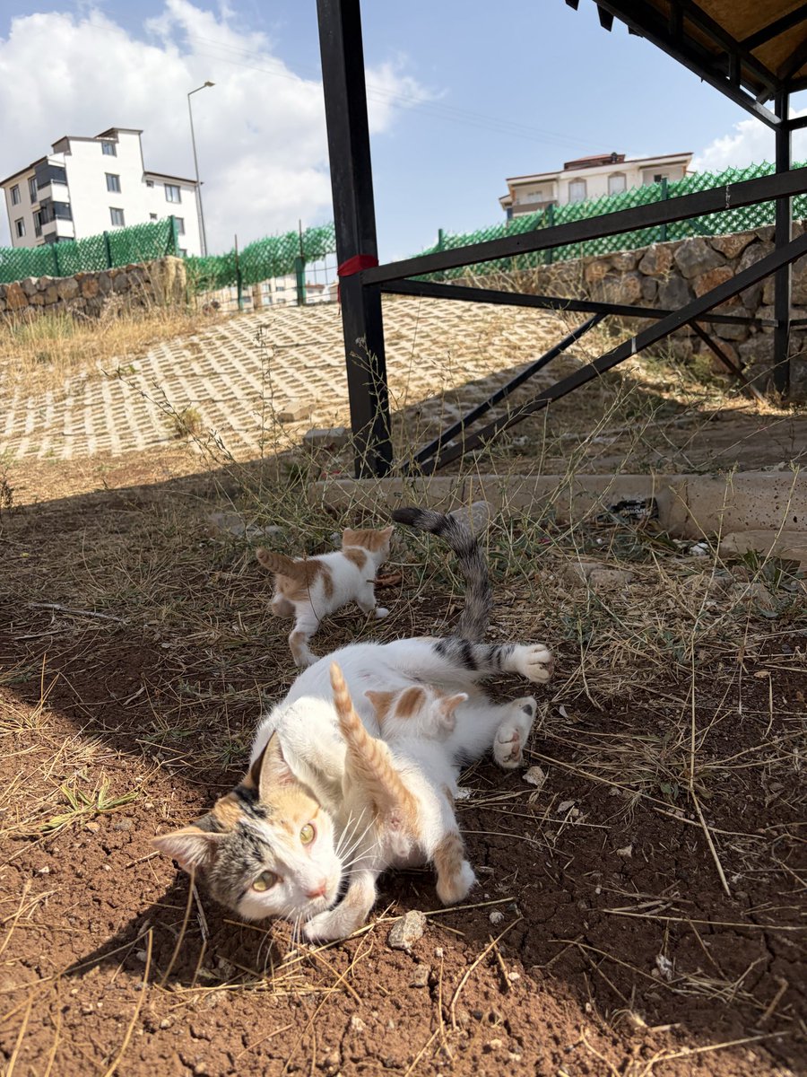 kedisem's tweet photo. İlk kez bahçeye çıktılar. Anneleri onları kaldıkları yere geri götürmeye çalıştığı için sadece on dakikalık bir macera oldu. Çocukları için endişelenen bir anne. 🥹🐾 https://t.co/RIL2DpRYrS