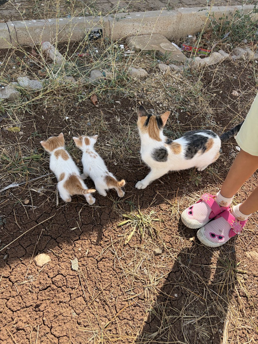 kedisem's tweet photo. İlk kez bahçeye çıktılar. Anneleri onları kaldıkları yere geri götürmeye çalıştığı için sadece on dakikalık bir macera oldu. Çocukları için endişelenen bir anne. 🥹🐾 https://t.co/RIL2DpRYrS