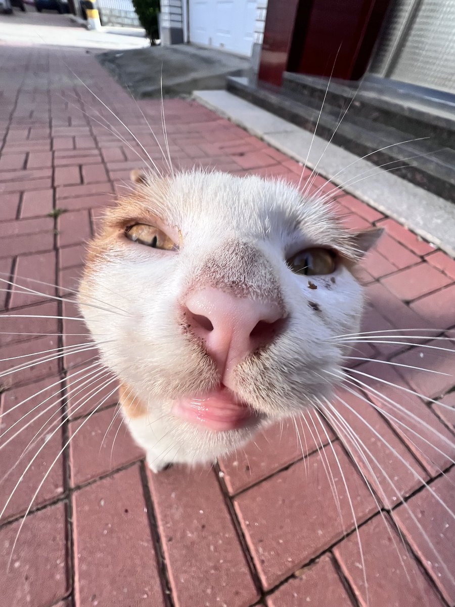 Nkswfox's tweet photo. CATTTT！！！ https://t.co/Cs8EqrbRsV