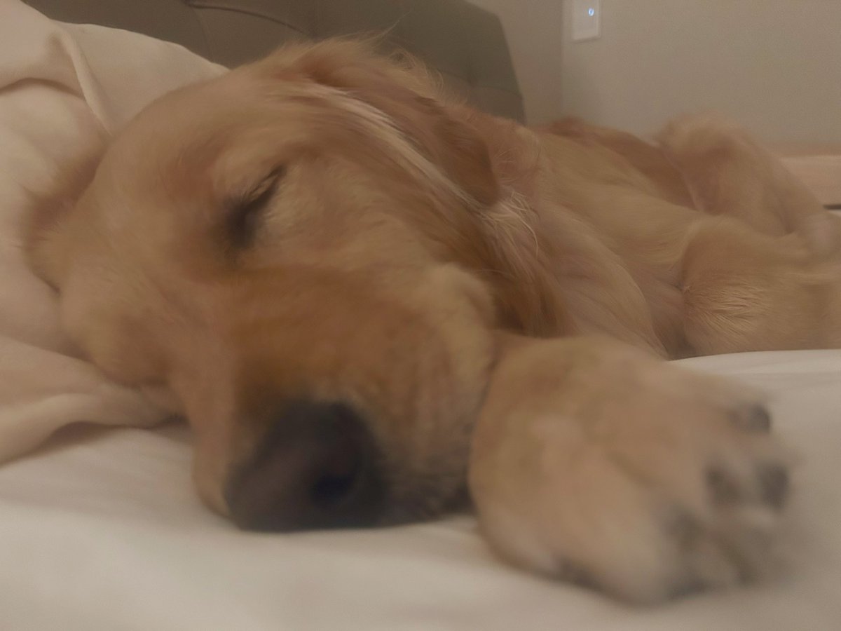 baesep2024's tweet photo. むにゃむにゃzzz https://t.co/BOWRGxXKcT