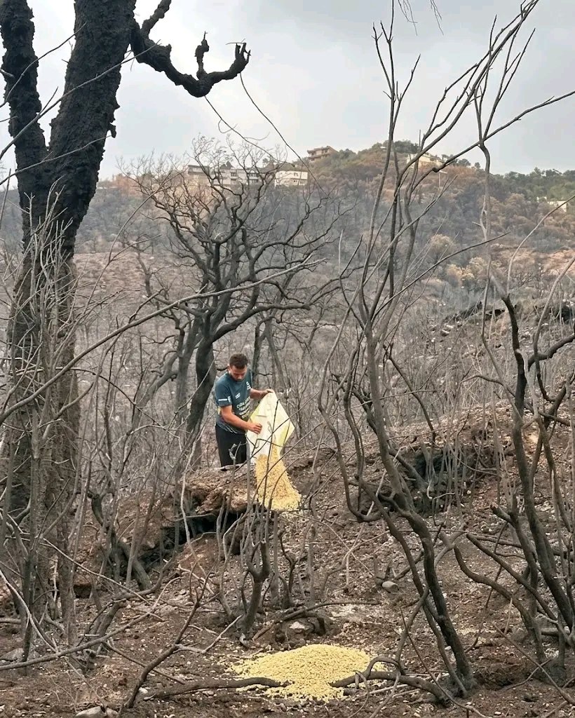Djazairia213_'s tweet photo. 📸 En images… Après les incendies, des jeunes Algériens sèment des graines sur les montagnes de Béjaïa 🌱🕊️ pour nourrir les animaux et les oiseaux. 

Un geste simple, plein d’espoir, pour aider la nature à renaître. 🇩🇿❤️ https://t.co/Wal1isalBZ